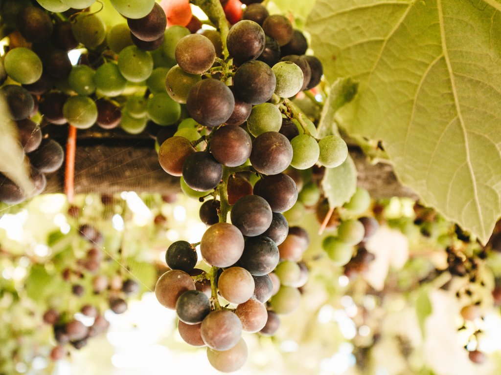 Il banco d'assaggio di vini autoctoni più lungo d'Italia