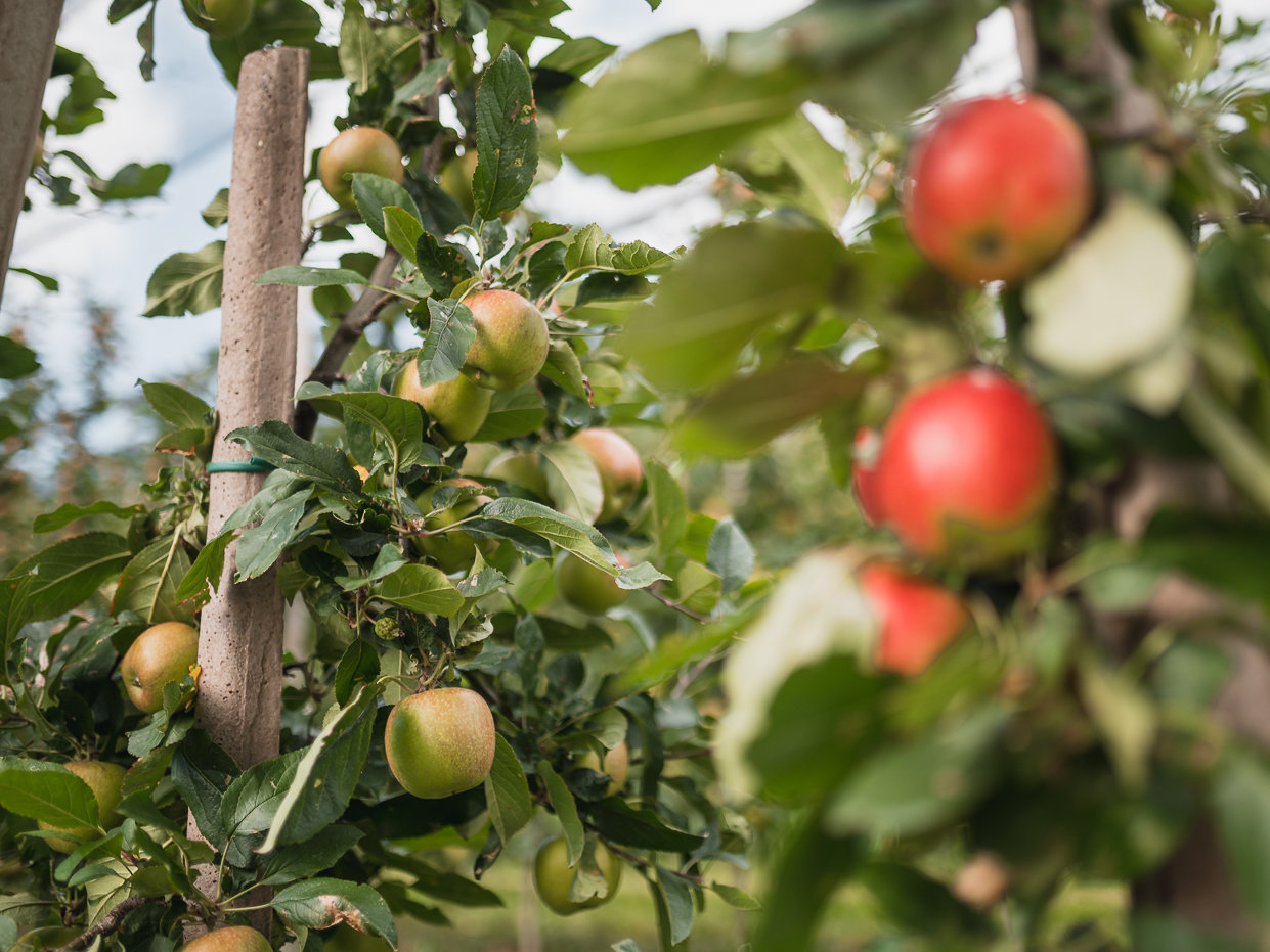 Apple farming guide pdf image