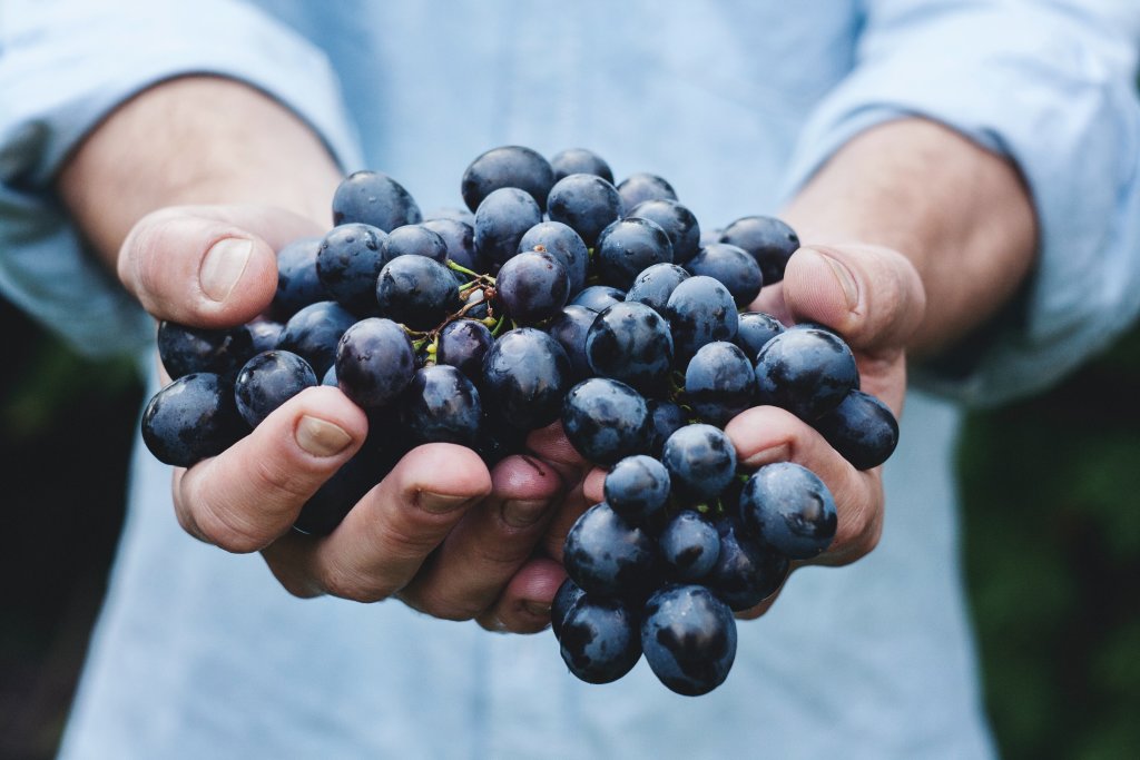 Tutto da un'unica mano - Vinea Tirolensis